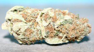 White Rhino